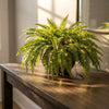 Volle Hangplant | Onderhoudsvrij & Gloeit 's Avonds